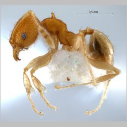 Pheidole aristotelis Forel, 1911 lateral