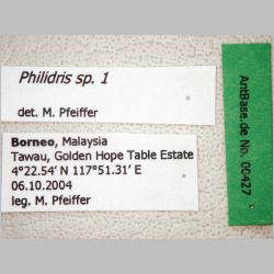 Philidris sp 1 Shattuck, 1992 label