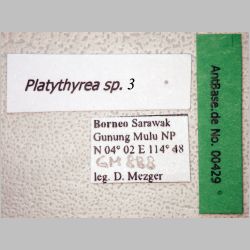Platythyrea sp 3 Roger, 1863 label