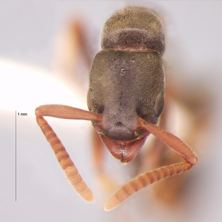 Platythyrea sp 4 gyne frontal