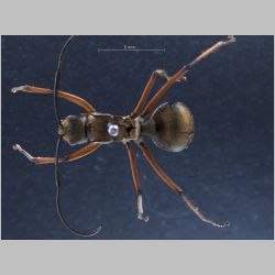 Polyrhachis rufofemorata Smith, 1859 dorsal