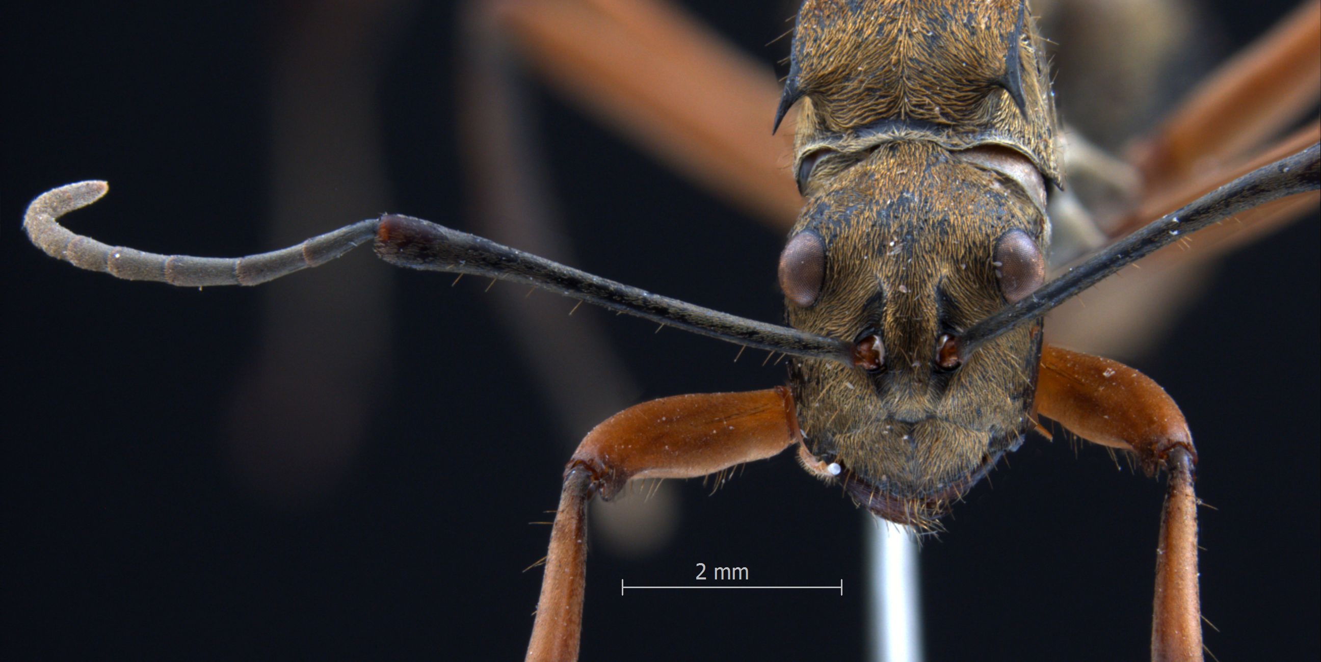 Polyrhachis rufofemorata frontal