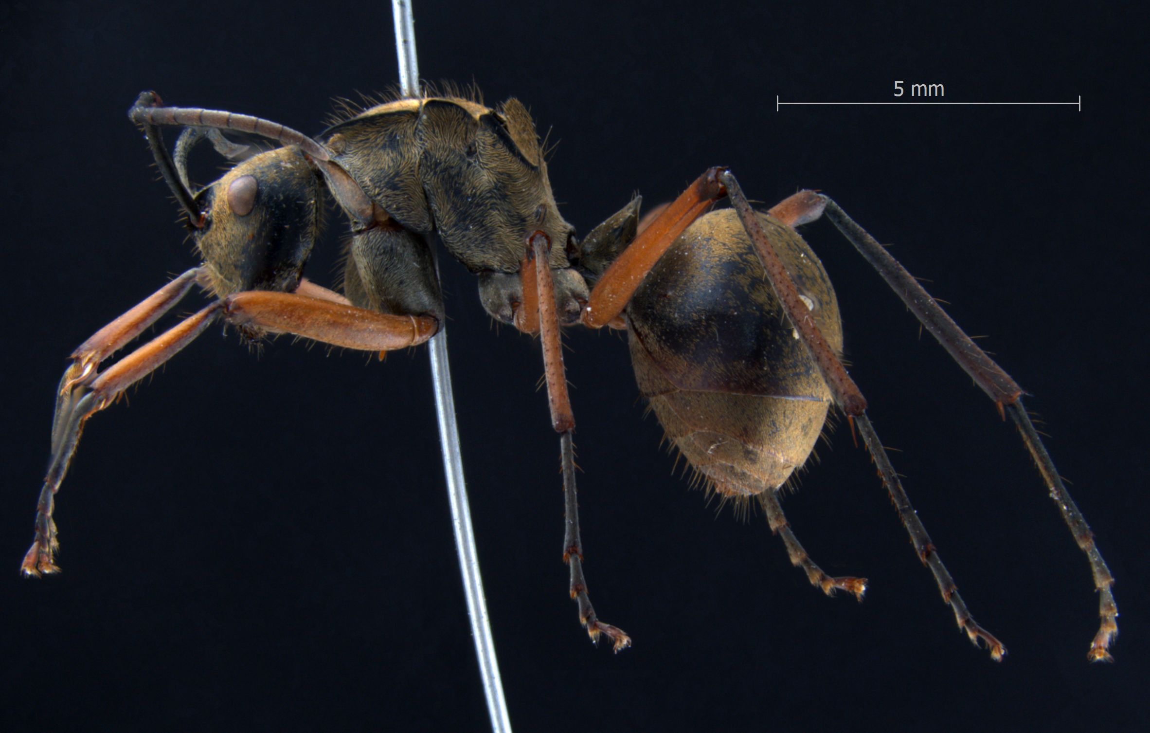 Polyrhachis rufofemorata lateral