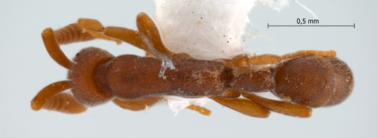 Probolomyrmex maryatiae dorsal