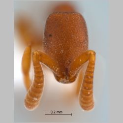 Probolomyrmex maryatiae Eguchi, Yoshimura & Yamane, 2006 frontal