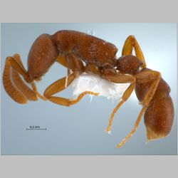 Probolomyrmex maryatiae Eguchi, Yoshimura & Yamane, 2006 lateral