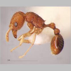 Tetramorium tonganum Mayr, 1870 lateral