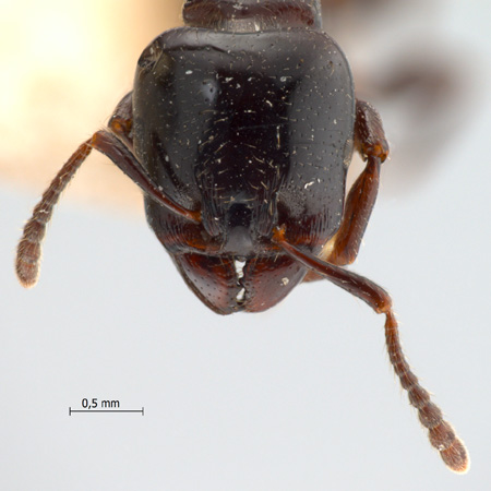 Vollenhovia rufiventris frontal