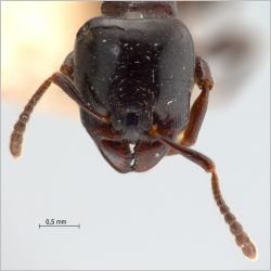 Vollenhovia rufiventris Forel, 1901 frontal