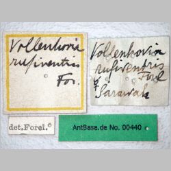 Vollenhovia rufiventris Forel, 1901 label