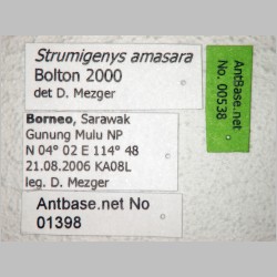 Strumigenys amasara Bolton, 2000 label