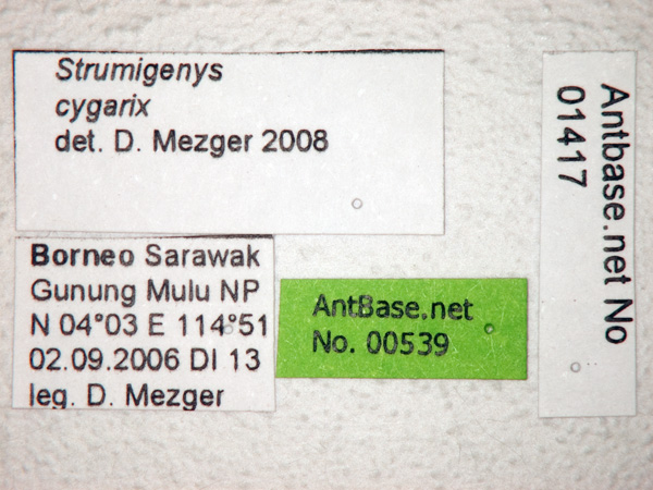 Strumigenys cygarix label