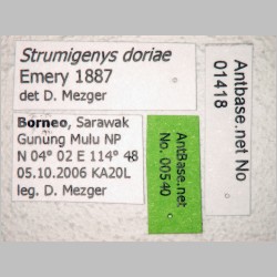Strumigenys doriae Emery, 1887 label