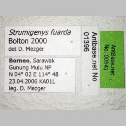 Strumigenys fuarda Bolton, 2000 label