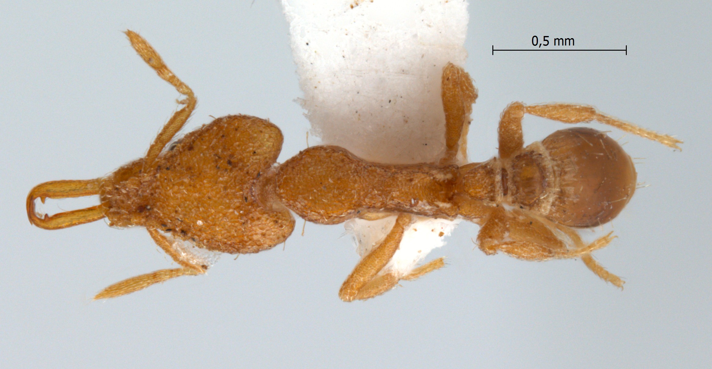 Strumigenys ignota dorsal