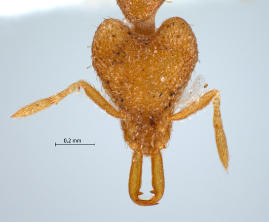 Strumigenys ignota frontal