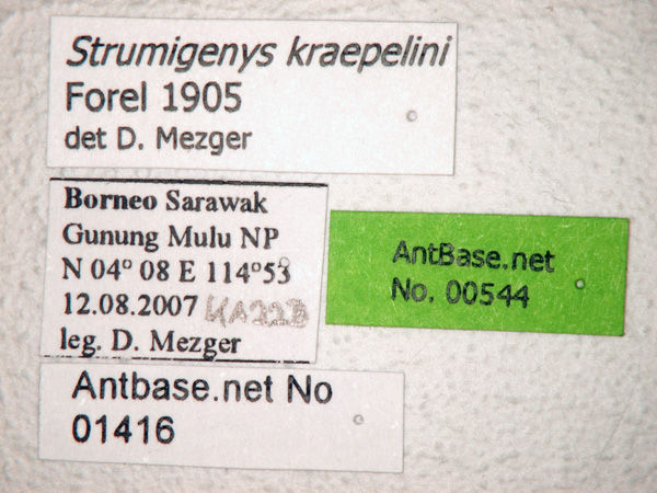 Strumigenys kraepelini label