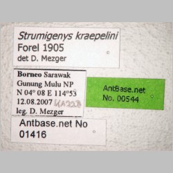 Strumigenys kraepelini Forel, 1905 label