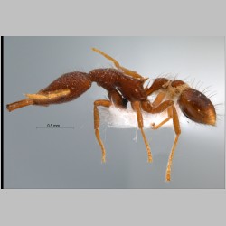 Strumigenys macerina Bolton, 2000 lateral