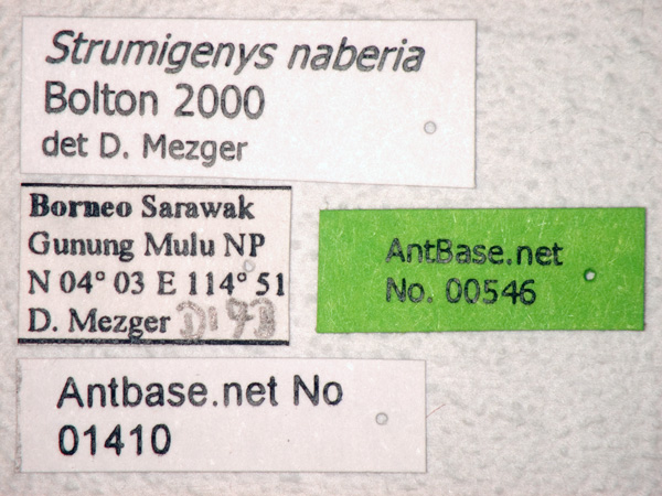 Strumigenys naberia label