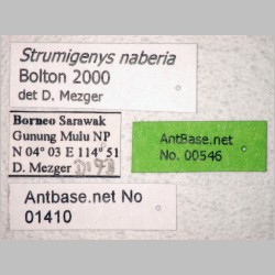 Strumigenys naberia Bolton, 2000 label