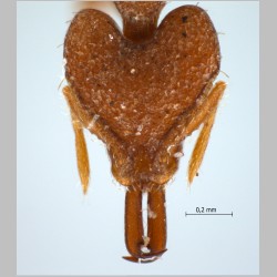 Strumigenys seynoka Bolton, 2000 frontal