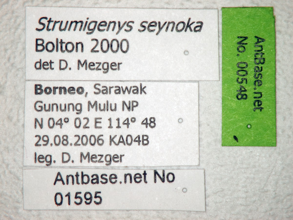 Strumigenys seynoka label