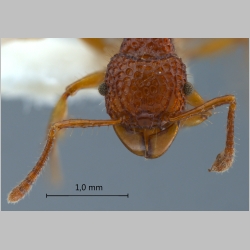 Acanthomyrmex careoscrobis Moffett, 1986 frontal