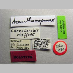 Acanthomyrmex careoscrobis Moffett, 1986 label
