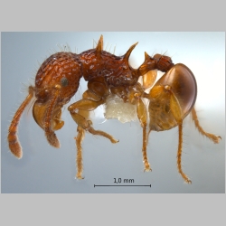 Acanthomyrmex careoscrobis Moffett, 1986 lateral