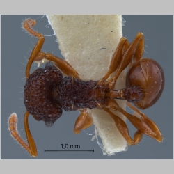 Acanthomyrmex mindanao Moffett, 1986 dorsal