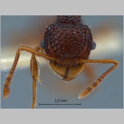 Acanthomyrmex mindanao Moffett, 1986 frontal