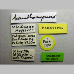 Acanthomyrmex mindanao Moffett, 1986 label