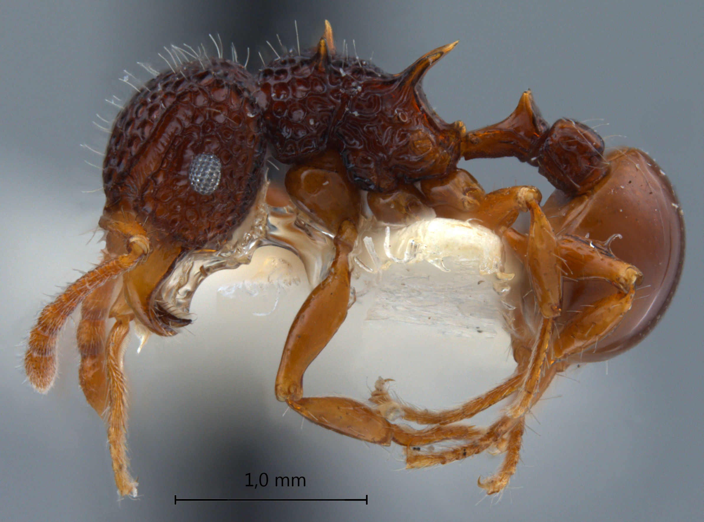 Acanthomyrmex mindanao lateral