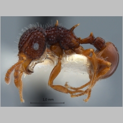 Acanthomyrmex mindanao Moffett, 1986 lateral