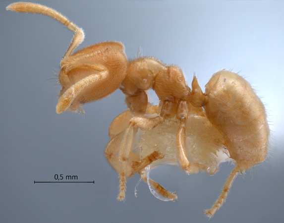 Acropyga dubia lateral