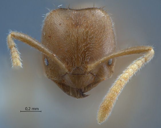 Acropyga hystrix frontal