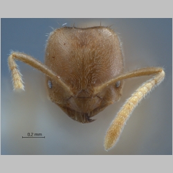 Acropyga hystrix LaPolla, 2004 frontal