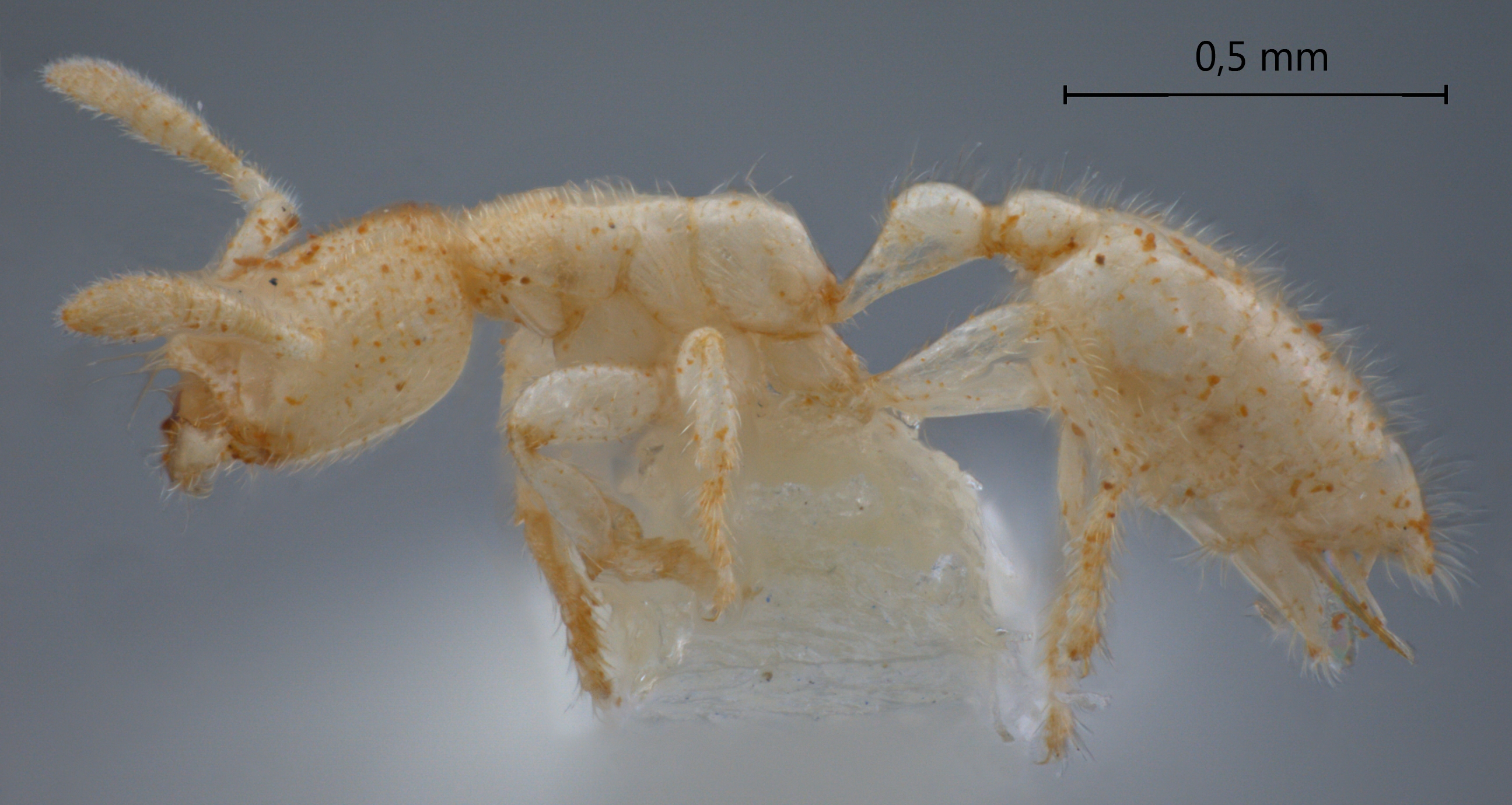 Anillomyrma tridens lateral