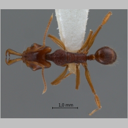 Anochetus incultus Brown, 1978 dorsal