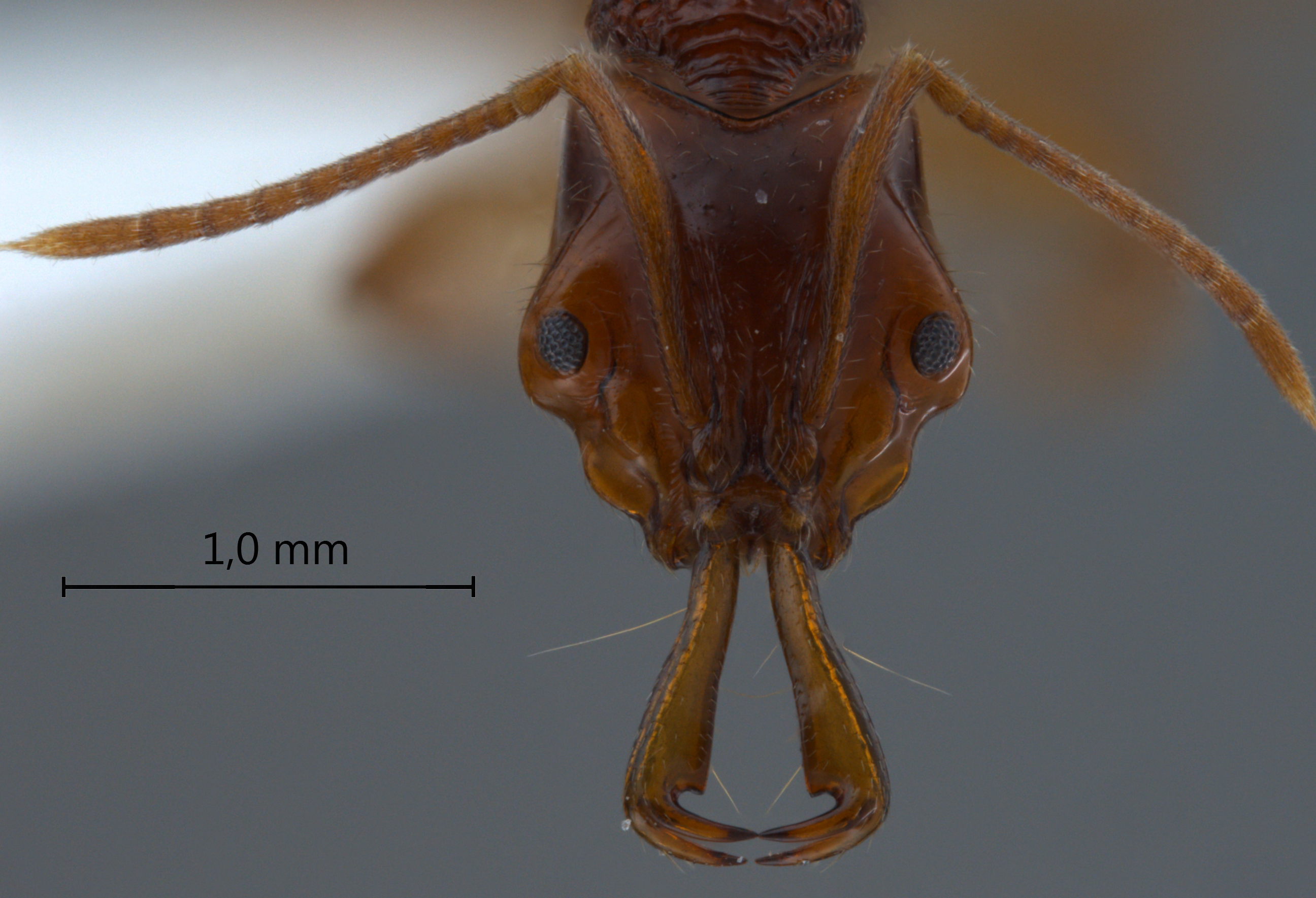 Anochetus incultus frontal