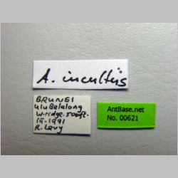 Anochetus incultus Brown, 1978 label
