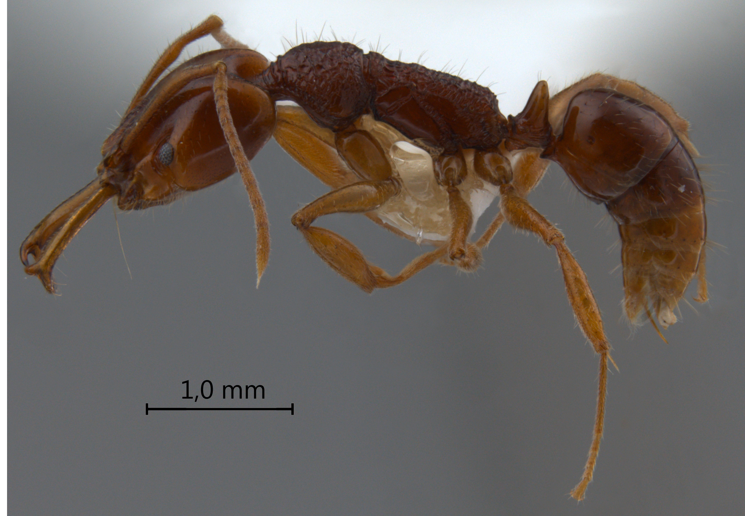 Anochetus incultus lateral