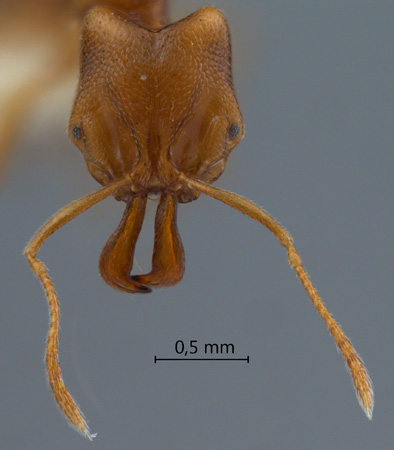 Anochetus myops frontal