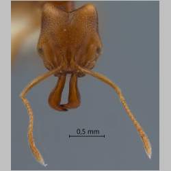 Anochetus myops Emery, 1893 frontal