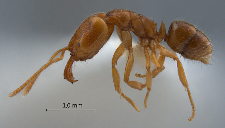 Anochetus myops lateral