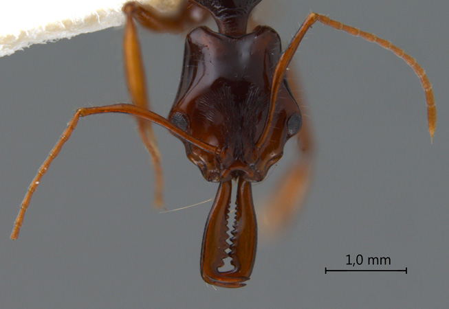 Anochetus princeps frontal