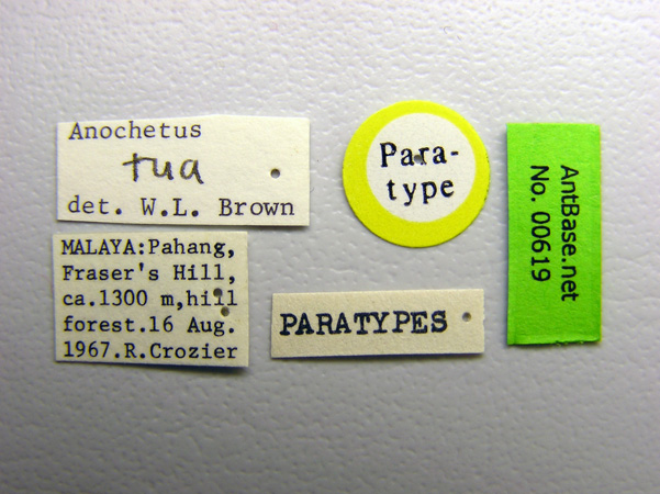 Anochetus tua label