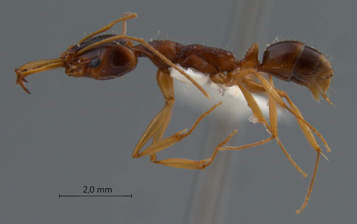 Anochetus tua lateral