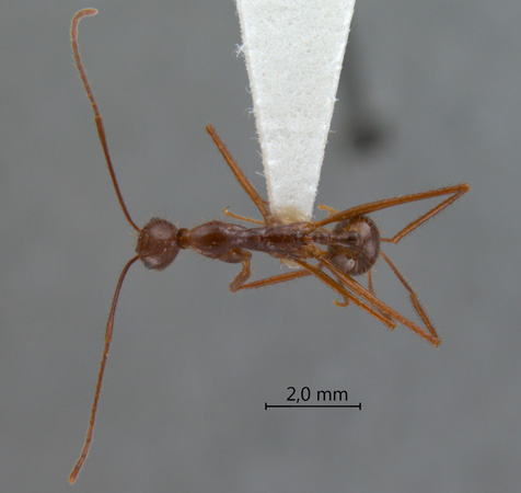 Aphaenogaster feae dorsal